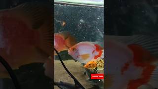 parrotfish molifish kalimuskan viralvideo aquarium fypシ゚viral shortsviral [upl. by Nutsud]