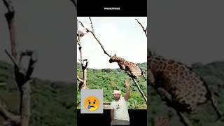 sloth attack on lephard animals viralvideo viralshorts 😥😥😥 [upl. by Assirak504]