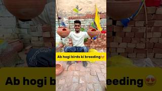 Ab hogi hmare🐣birds ki breeding😍 petlover minivlog pigeonvlogger pigeon budgiesfam parrot [upl. by Carrissa]