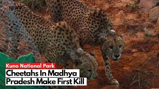 Two male cheetahs at Kuno make their first kill within 24 hours of being released [upl. by Spark]