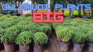 Guldaudi Big Plants  Chrysanthemum Plant Price  STOCK UPDATE  Plants World [upl. by Dwyer]