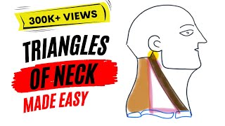 Triangles of neck made easy [upl. by Calle271]