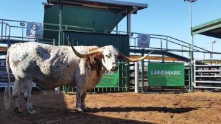 2017 Trails West Texas Longhorn Sale [upl. by Lupiv230]