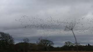 Pinkfooted geese High Legh Cheshire  6th January 2022 [upl. by Eadith]