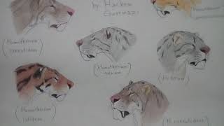 Homotherium serumcrenatidenslatidensvenezuelensis [upl. by Vlada796]