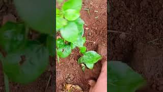 తెల్లమందారంమొక్కకొమ్మతో పెంచడం ఎలా hibiscus hibiscuspropagation trending gardening viralvideo [upl. by Evot]