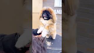 Pekingese dog grooming petgrooming [upl. by Efeek548]