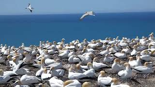 Gannet colony at Cape Kidnappers New Zealand [upl. by Natsuj]