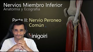 ECOGRAFIA NERVIOS MIEMBRO INFERIOR PARTE II NERVIO PERONEO COMÚN [upl. by Nnaeerb]