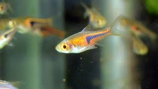 Lamb Chop Rasbora Trigonostigma espeiSpecies Spotlight [upl. by Russell]