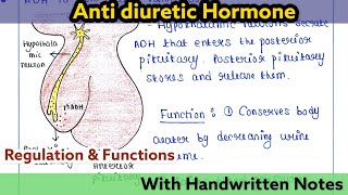 Antidiuretic hormone  Vasopressin  Regulation  Function [upl. by Boothe]