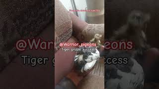 Tiger grizel homer success fyp Warriorpigeons racingpipigeons viralvideo shortsvideo kabootar [upl. by Eladnwahs]