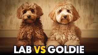 Labradoodle vs Goldendoodle The difference you  WildWonder [upl. by Oratnek71]