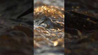 Sanderlings bathing in the golden light birding [upl. by Nolyaj190]