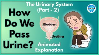 How Do We Pass Urine  Urinary System Part 2  Explained in Hindi  Insight Human [upl. by Dylan]