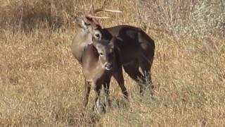 Mating whitetail deer Apareamiento de venado cola blanca [upl. by Birdie]