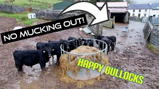 Wintering bullocks without Mucking out no slatted unit [upl. by Nnylcaj160]