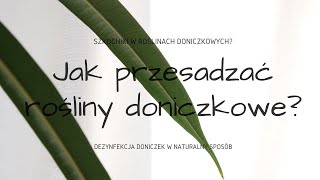 Jak PRZESADZAĆ ROŚLINY DONICZKOWE Dezynfekcja doniczek walka ze szkodnikami roślin domowych [upl. by Xanthus]