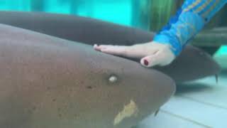 petting sharks Exuma Island Bahamas [upl. by Delphine265]