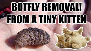 Botfly removal on a tiny kitten [upl. by Denney170]