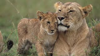 Grandes documentales  Cazadores de África Lazos de sangre [upl. by Anima]