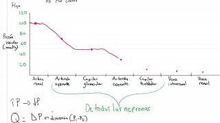 Introducción a la Fisiología Renal  Hemodinamia aplicada a la Nefrona [upl. by Nivart484]