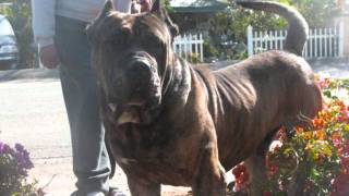 The Powerful Presa Canario [upl. by Clara]