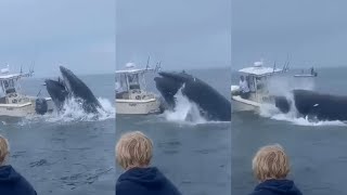 Video shows whale landing on boat off NH coast throwing people into ocean [upl. by Bobseine]