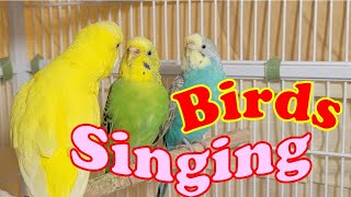 9 Hr Joyful Parakeets Playing Eating amp Singing Budgies Chirping Help Stressed lonely Birds Videos [upl. by Flowers957]