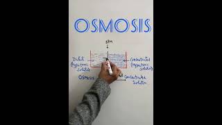 Osmosis Fundamentals  osmosis osmoticpressure ytshorts [upl. by Akirat]