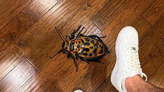 why did i STEP ON this BUG [upl. by Riti]