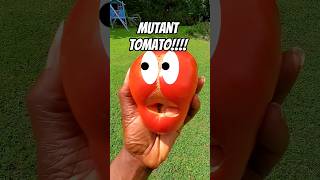 I grew a MUTANT Tomato🍅🍅 [upl. by Lynelle891]