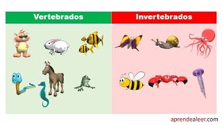 Ejemplos de animales vertebrados e invertebrados para niños [upl. by Oirrad]