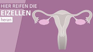 Wie funktionieren Eierstöcke  Stiftung Gesundheitswissen [upl. by Rdnaskela466]