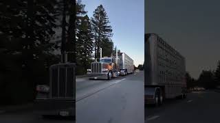 David Wildman scapeteandlivestock peterbilt389 cowtruck california [upl. by Sirdna]