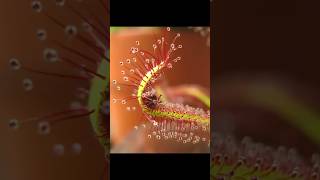 Nature’s Tiny Trap  Cape Sundew drosera carnivorousplants [upl. by Oletta]