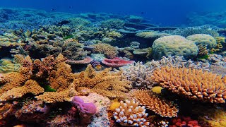 Never been better Geophysicist discusses untrustworthy Great Barrier Reef concerns [upl. by Candy]