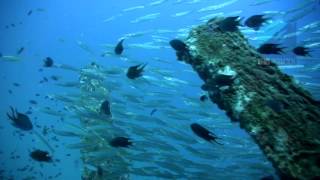 Diving Sawadee Wreck Tioman Island Malaysia [upl. by Ruffina]