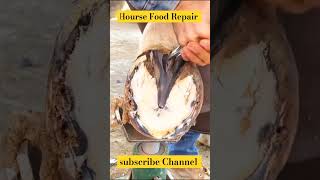 Horse 🐎 Foot Repair cuteanimal animals horse shorts shortsfeed shortvideo [upl. by Erlandson]