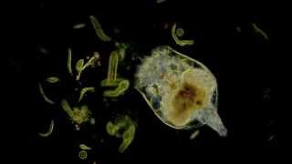 🔬 Rädertierchen  Rotifer  Dunkelfeld  life in the mud  dark field microorganism microscope [upl. by Perrins]