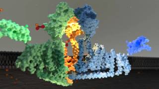 Piezo1 Ion Channel Gating Mechanism [upl. by Llecram]