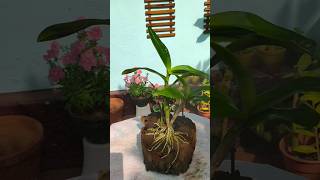 Orchid care  orchid dendrobium gardeningideas [upl. by Ibloc]