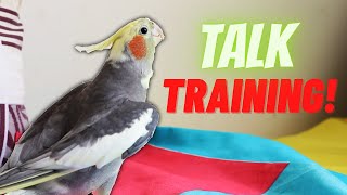 Unlocking the Secrets of Teaching Your Cockatiel to Speak [upl. by Reinaldos]