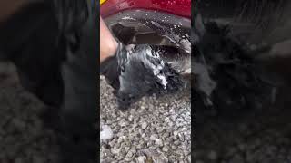 How I Clean My Cars Exhaust Tips cardetailing [upl. by Yecaj545]