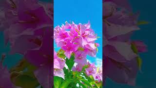 Gorgeous multicolor bougainvillebougainvilleaflowervarietiesflowergardennatureviewshorts [upl. by Ibbetson294]