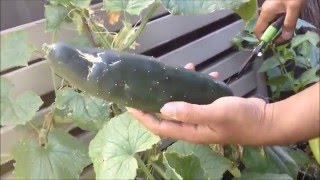 Cucumber Marketmore harvesting for lunch [upl. by Nylra657]