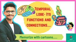 Temporal LobeNeuroanatomy and Physio  Tips to improve Memory by knowing its physiological basis [upl. by Crescentia572]