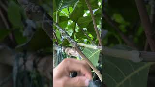 Here’s what you need to know about Inarching method in jackfruit shorts jackfruit [upl. by Germann360]