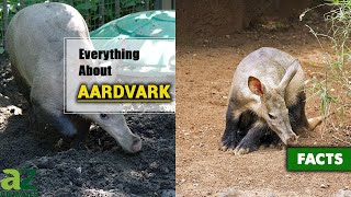 Aardvark  Everything You Need to Know  Description Habitat Facts Diet and More [upl. by Bobbye]