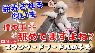 スタンダードプードルの子犬に遊ばれてる飼い主 Owner being played with a standard poodle puppy [upl. by Diane553]